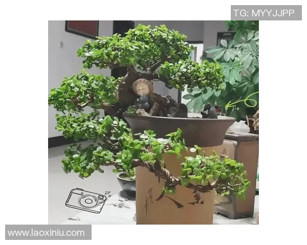 盆栽之美：探索如何通过盆栽装饰提升家居环境与心灵享受